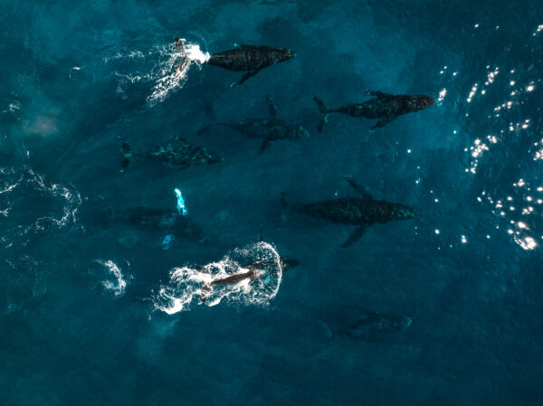 Blue Dolphins